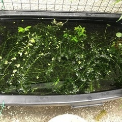 赤いミナミヌマエビの画像