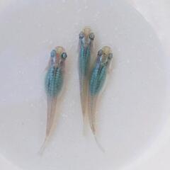 【お譲り先決まりました！】『深海』進化バージョン F9成魚 ♂1...