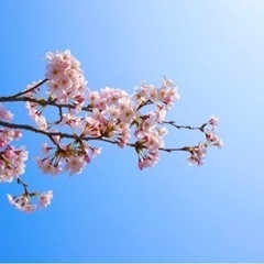 Qualia（カメラサークル）新規立ち上げ − 京都府