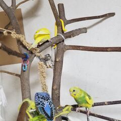 セキセイインコ４羽