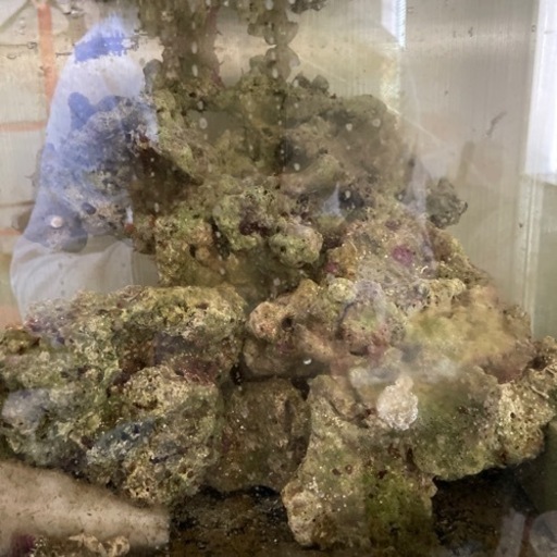 天然ライブロック 海水魚  サンゴ