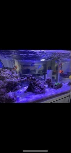 天然ライブロック 海水魚  サンゴ