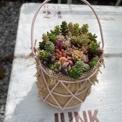多肉植物寄せ植え　ピンクワイヤー