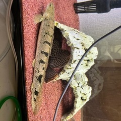 ポリプテルス　デルへジィ
