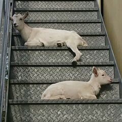 山羊２頭の里親募集