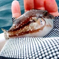 地磯釣りやお台場釣りへ一緒にへ行ける方 