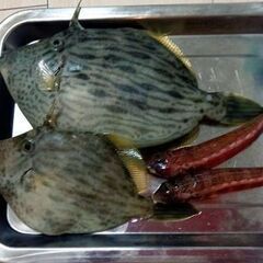 地磯釣りやお台場釣りへ一緒にへ行ける方  - 友達