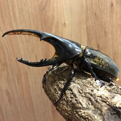 ヘラクレスオオカブト幼虫、オスメスペア