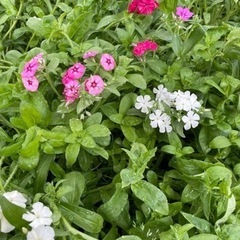 切花
