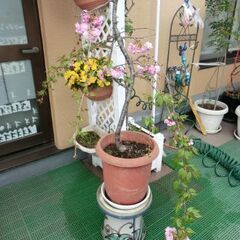 しだれ桜　　4月12日　撮影
