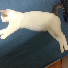 拾い猫　里親募集中です。届出済み（飼い主不在を確認済み） - 里親募集