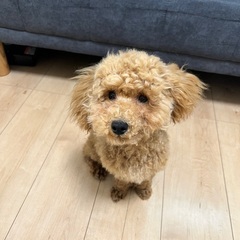 人懐っこく甘えん坊なトイプードル7ヶ月の女の子です