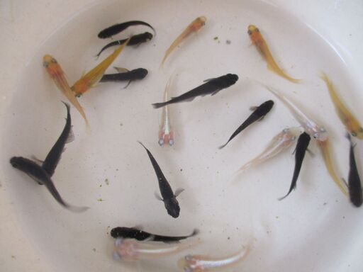 ●９８  ２０匹セット　オロチ １０匹　幹之 ５匹　楊貴妃 ５匹　メダカ　めだか　水槽　ビオトープ　水草