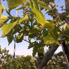 急募‼️柿の摘蕾、キウイフルーツの受粉作業🥝🌳時給1200円〜💡初心者、Wワーク大歓迎👍の画像