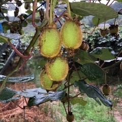 急募‼️柿の摘蕾、キウイフルーツの受粉作業🥝🌳時給1200円〜💡初心者、Wワーク大歓迎👍の画像