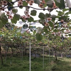 急募‼️柿の摘蕾、キウイフルーツの受粉作業🥝🌳時給1200円〜💡初心者、Wワーク大歓迎👍の画像