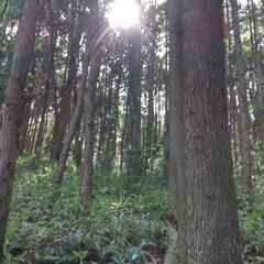 北広島町で広大な35000平米以上の山林!! - 山県郡