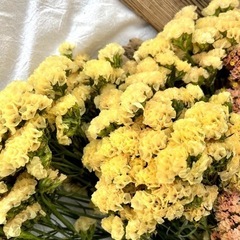 スターチス ニュアンス2色の画像