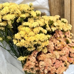 スターチス ニュアンス2色の画像