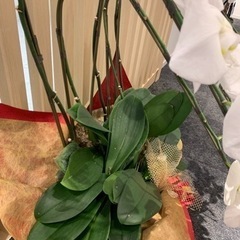 咲き終わった胡蝶蘭の苗