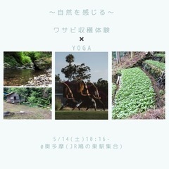 自然を感じる"ワサビ収穫体験🌿✖️YOGA🧘‍♀️"