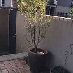 オリーブ　オリーブの木　樹木　値下げしました！の画像