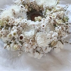 シルバーデージー の画像