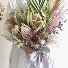 シルバーデージー の画像