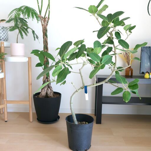 【観葉植物】フィカス ベンガレンシス 曲がり
