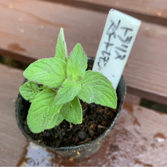トラリススイートレモン 植物苗 ミント ハーブ
