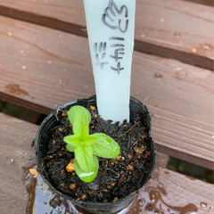 【期間限定】バナナミント 植物苗 ミント 希少 大人気