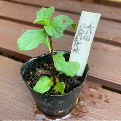 【期間限定】オーデコロンミント 植物苗 ミント 希少 大人気