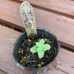 キャットミント 植物苗 ミント