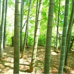 竹を譲ってください