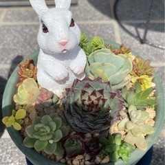 多肉植物寄せ植え❁✿✾