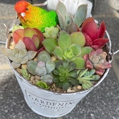 多肉植物寄せ植え！