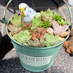 多肉植物寄せ植え꙳★*ﾟ
