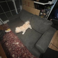 NOCE ソファー　グレー　の画像