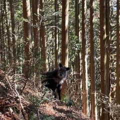 粟ヶ岳で大名行列に参加しませんか？ − 静岡県