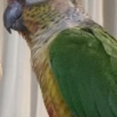 ワキコガネウロコインコが迷子になりました。