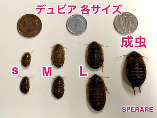 デュビアSSサイズ150匹