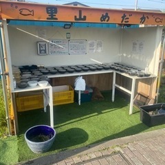 里山公園前　めだか•ミジンコ　里山めだか無人販売所4/13