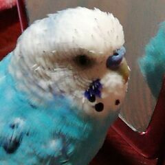 インコの里親募集