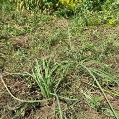 無農薬で野菜作り🍀自然とも共生5/8、22日