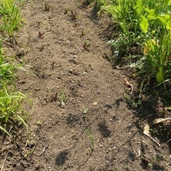 無農薬で野菜作り🍀自然とも共生5/8、22日 - その他