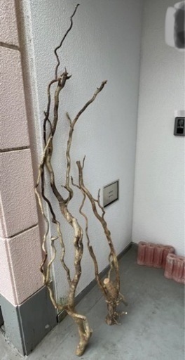 （引越しのため4月中）雲竜柳の枝　DIY  オブジェ　生花　インコの止まり木
