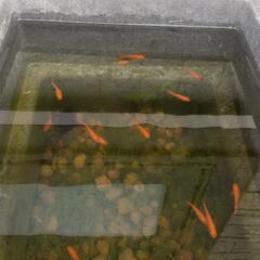 メダカ　楊貴妃