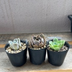 多肉植物　3点セットの画像