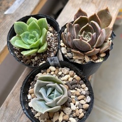 多肉植物　3点セット