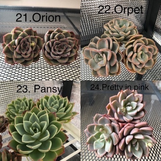 韓国苗 たくさん入荷しました‼️